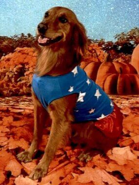 Heart to Tail Superhero Halloween Pet Costume Dress Up Dog Size Large